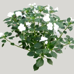 ͼʦģֲģȫ20221688