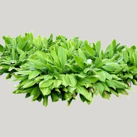 ͼʦģֲģȫ20222124