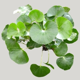 ͼʦģֲģȫ20221829