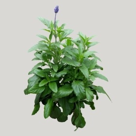 ͼʦģֲģȫ20221913