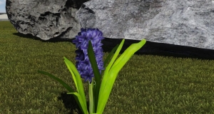 Lumion ӣѧHyacinthus orientalis L.