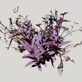 ͼʦģֲģȫ20222249