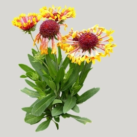 ͼʦģֲģȫ20221179