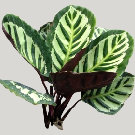 ͼʦģֲģȫ20222230