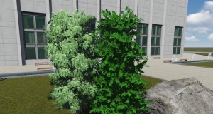 Lumion 垂叶榕（学名：Ficus benjamina L.）桑科植物 送翠雀花
