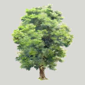 ͼʦģֲģȫ20222575