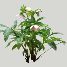 ͼʦģֲģȫ20221827