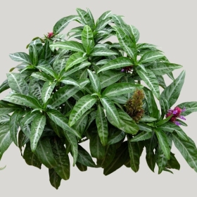 ͼʦģֲģȫ20222259