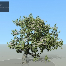 APPLE: FOREST