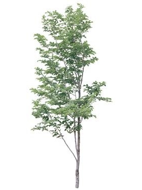 720úMtree23