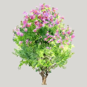 ͼʦģֲģȫ20222681