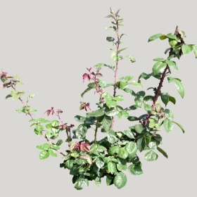 ͼʦģֲģȫ20221416