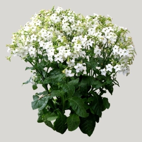 ͼʦģֲģȫ20221356