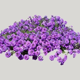 ͼʦģֲģȫ20222260