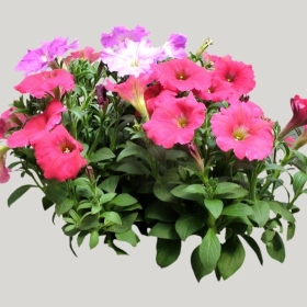 ͼʦģֲģȫ20222150