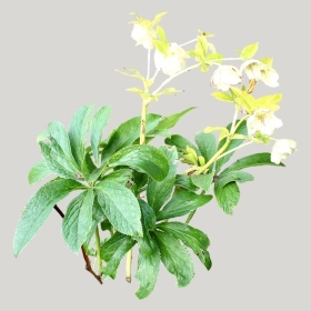 ͼʦģֲģȫ20221588