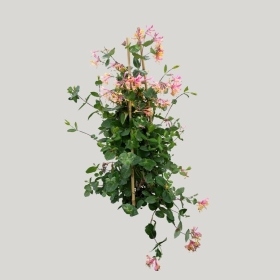 ͼʦģֲģȫ20221617