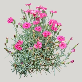 ͼʦģֲģȫ20221048