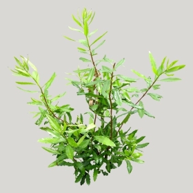 ͼʦģֲģȫ20222055