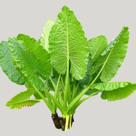 ͼʦģֲģȫ20221497