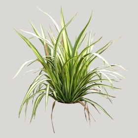 ͼʦģֲģȫ20222004