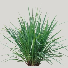 ͼʦģֲģȫ20221767