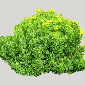 ͼʦģֲģȫ20221906