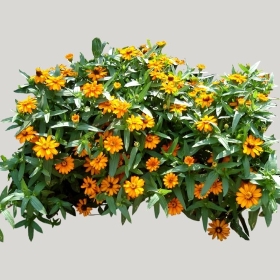 ͼʦģֲģȫ20222023