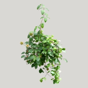 ͼʦģֲģȫ20221567