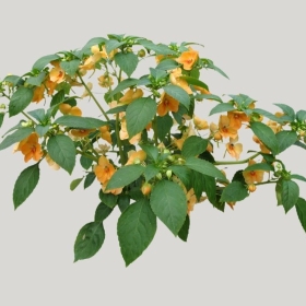 ͼʦģֲģȫ20221681