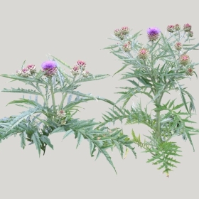 ͼʦģֲģȫ20221510