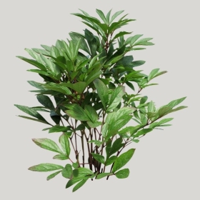 ͼʦģֲģȫ20222105