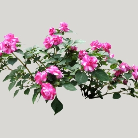 ͼʦģֲģȫ20221081