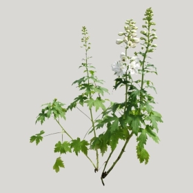 ͼʦģֲģȫ20221814