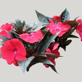 ͼʦģֲģȫ20221971