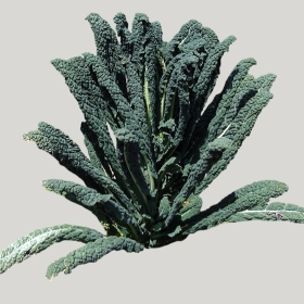 ͼʦģֲģȫ20221758