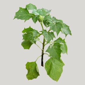 ͼʦģֲģȫ20221045