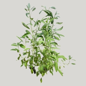 ͼʦģֲģȫ20221424