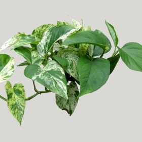 ͼʦģֲģȫ20221533