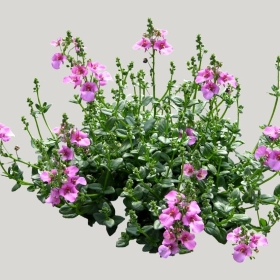 ͼʦģֲģȫ20221070