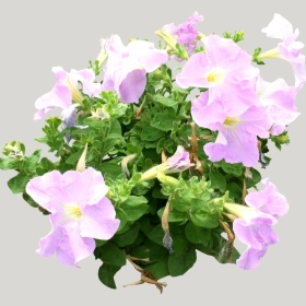 ͼʦģֲģȫ20222149