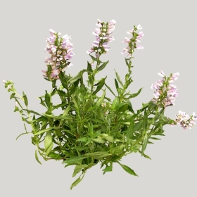 ͼʦģֲģȫ20221834