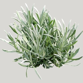 ͼʦģֲģȫ20221381