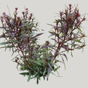 ͼʦģֲģȫ20222172