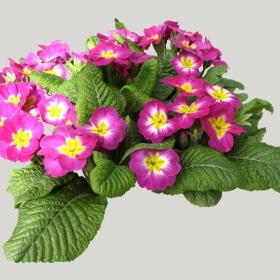 ͼʦģֲģȫ20221130