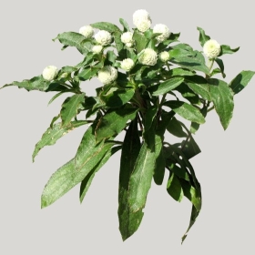 ͼʦģֲģȫ20221507