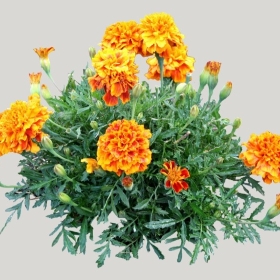 ͼʦģֲģȫ20221900