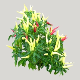 ͼʦģֲģȫ20222040