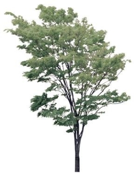 720úMtree09