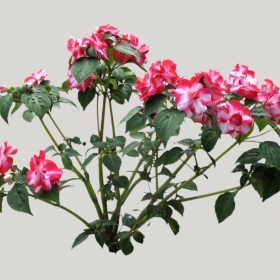 ͼʦģֲģȫ20221080